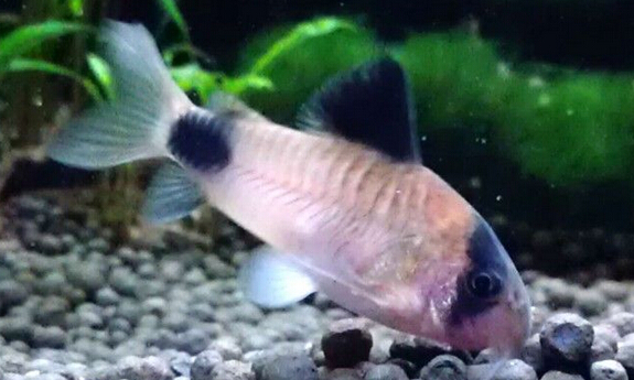 QQ截图20160802175131