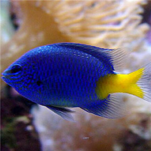 黄尾蓝魔鬼图片