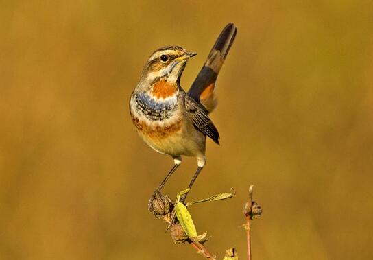 QQ截图20160802183249