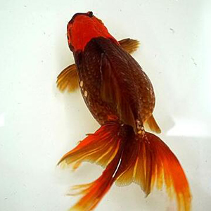 朱顶紫罗袍图片