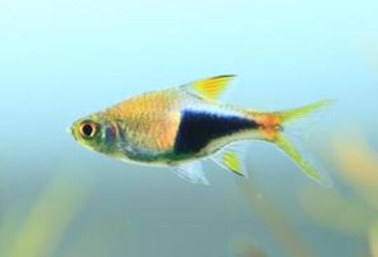 QQ截图20160802164841