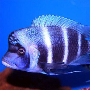 短鼻六间鱼图片