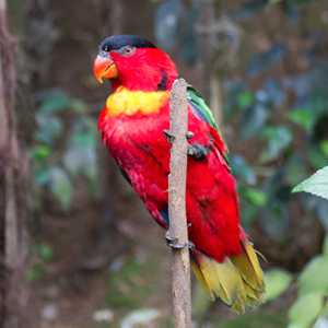 黄领吸蜜鹦鹉图片