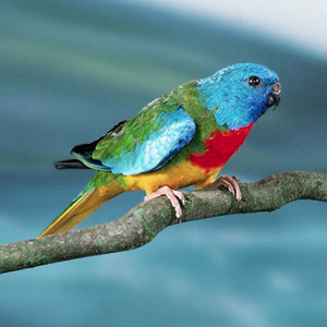 鲜红胸鹦鹉图片