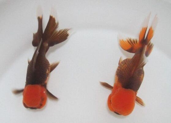 QQ截图20160802173416