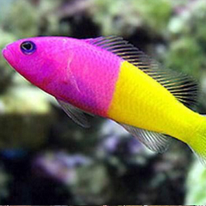 双色草莓鱼图片