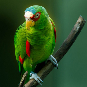 白顶亚马逊鹦鹉图片