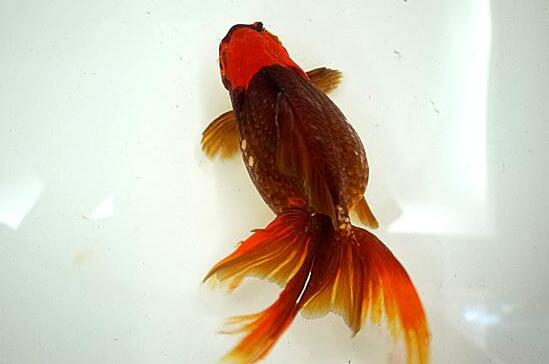 QQ截图20160802173509