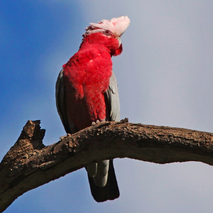 粉红凤头鹦鹉图片