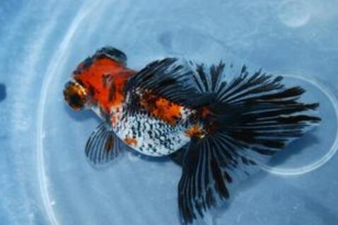 QQ截图20160802164158