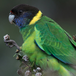 林肯港鹦鹉图片