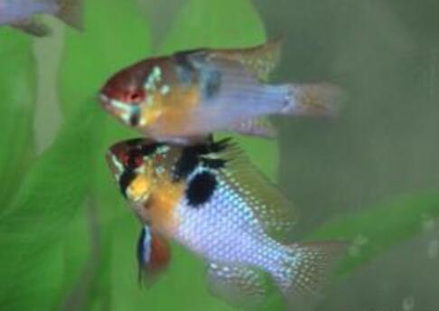 QQ截图20160802160339