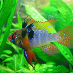 七彩凤凰鱼图片