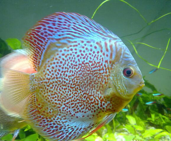 QQ截图20160802163534