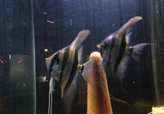 QQ截图20160802174959