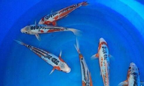 QQ截图20160802172310