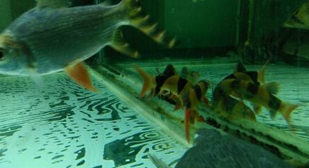 QQ截图20160802170644