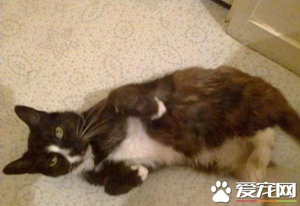 失踪8年英国猫 漂洋过海竟在法国被人捡到