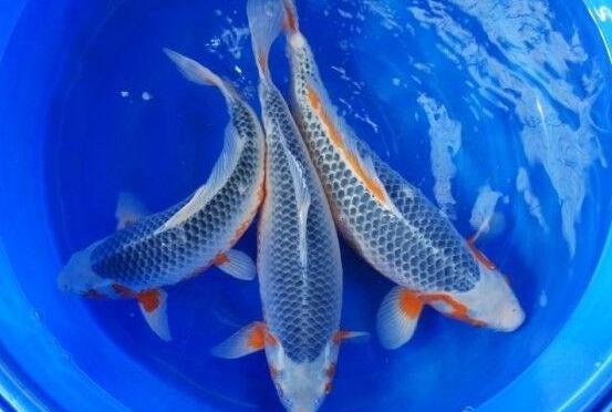 QQ截图20160802172317