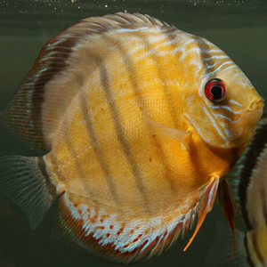 黑格尔野生七彩图片