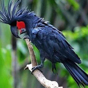 红尾黑凤头鹦鹉图片