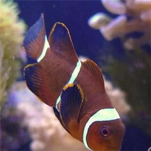 金边透红小丑鱼图片