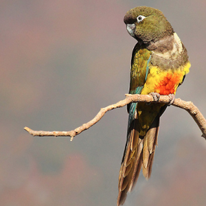 巴塔哥尼亚锥尾鹦鹉图片