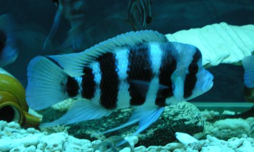 20090712212004-1380191113