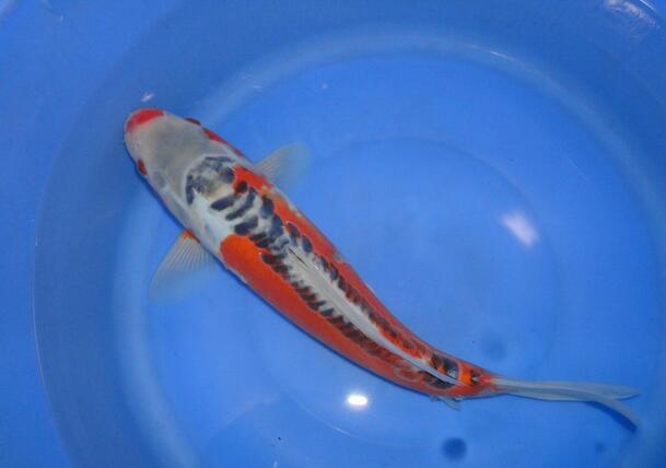 QQ截图20160802172301