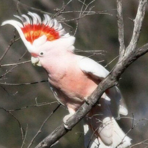 米切氏凤头鹦鹉图片