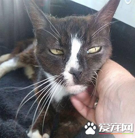 失踪8年英国猫 漂洋过海竟在法国被人捡到