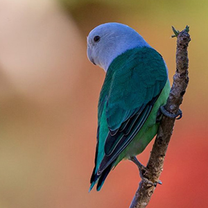 马达加斯加爱情鸟图片