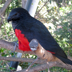 彼斯奎氏鹦鹉图片