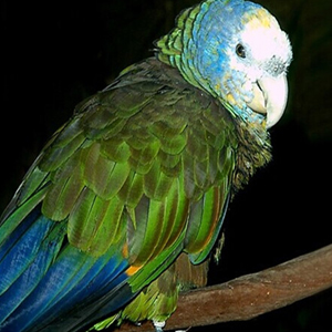 圣文生亚马逊鹦鹉图片