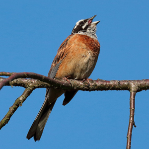 三道眉草鸟图片