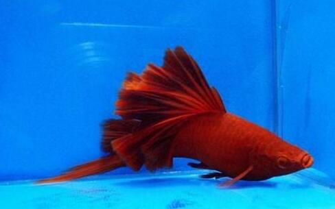 红剑鱼