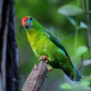菲律宾悬吊鹦鹉图片