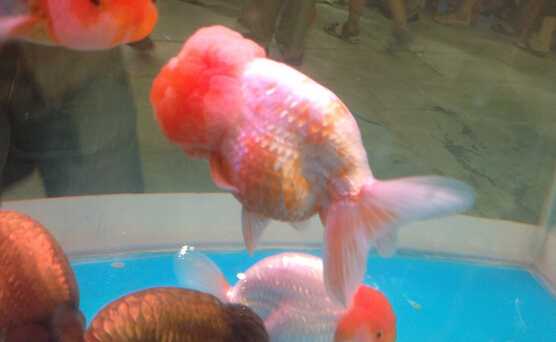 QQ截图20160802172047