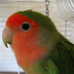 桃面爱情鹦鹉图片