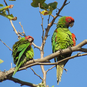 红面具锥尾鹦鹉图片