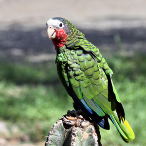 古巴亚马逊鹦鹉图片
