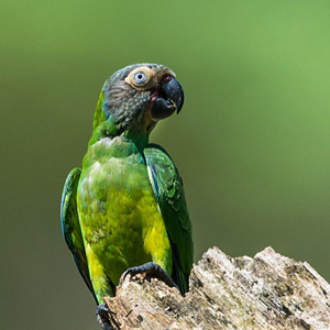 灰头锥尾鹦鹉图片