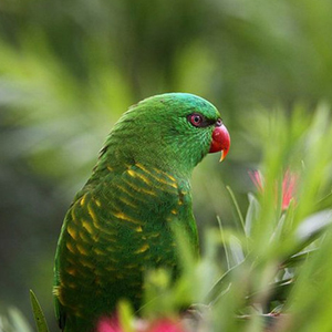 鳞胸吸蜜鹦鹉图片