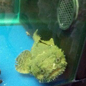 三棘狮子鱼图片