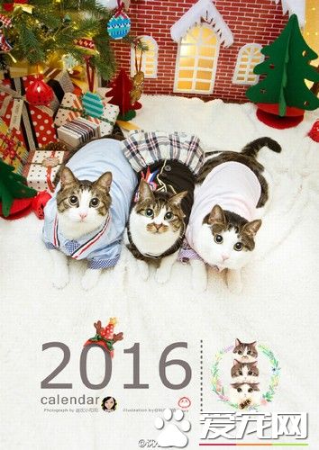 网红宠物成名套路 身价竟达七位数