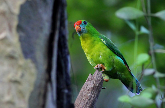 菲律宾悬吊鹦鹉