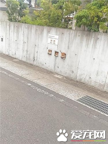 3柴犬钻洞看风景 上万网友点赞称实在太萌了