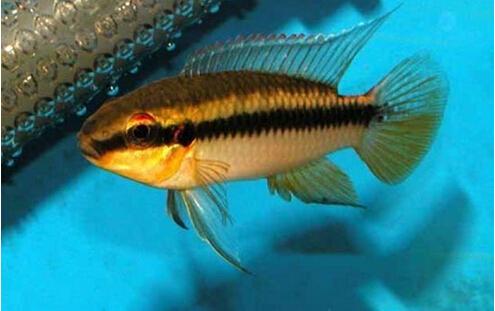 红肚凤凰鱼