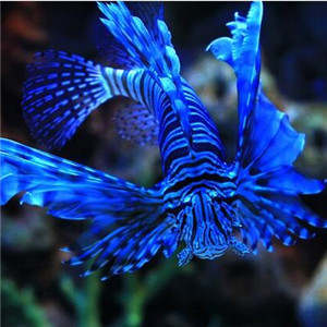 短须狮子鱼图片