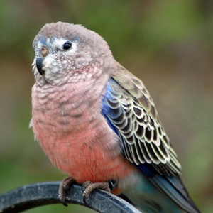 伯克氏鹦鹉图片